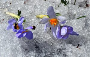 KARS (AA) – Kars'ın Sarıkamış ilçesinde "baharın müjdecisi" olarak adlandırılan