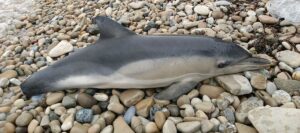 AYDIN (AA) – Aydın'ın Kuşadası ilçesinde sahilde "tırtak" türünde yunus