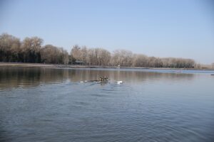 EDİRNE (AA) – Türkiye Kürek Federasyonu Yönetim Kurulu Üyesi Nesim