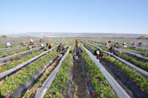 MERSİN (AA) – Mersin'in Silifke ilçesinde örtü altında yetiştirilen tescilli