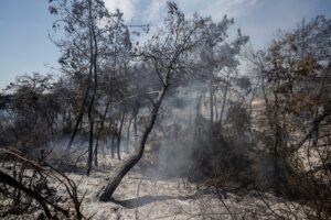 MERSİN (AA) – Mersin'in Yenişehir ilçesinde tarım arazisinde çıkan yangın,