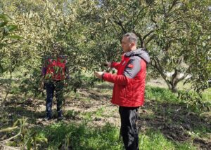 MUĞLA (AA) – Muğla'da, Tarım ve Orman Müdürlüğü ekipleri don