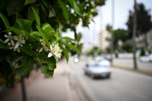 ADANA (AA) – EREN BOZKURT – Adana'da bu yıl "Dünya