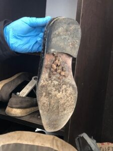 SAMSUN (AA) – Samsun'da, havaların ısınmasıyla kışlaklardan çıkmaya başlayan kahverengi