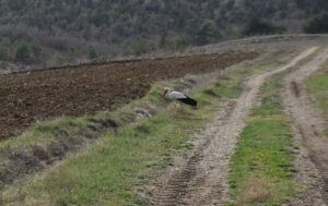 SİNOP (AA) – Sonbaharda sıcak bölgelere göç eden leylekler, havaların