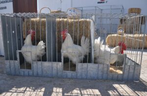 - "Ramazan boyunca yumurtada ve diğer gıda, et ve süt