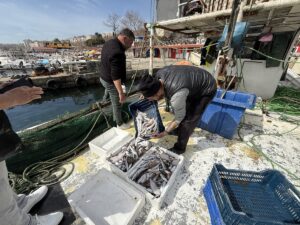 TEKİRDAĞ (AA) – Tekirdağ'da küçük tekneleriyle Marmara Denizi'ne açılan balıkçıların