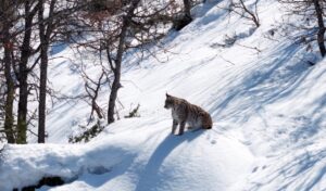 TUNCELİ (AA) – Tunceli'de, ormanlık alanda yiyecek arayan vaşak Doğa