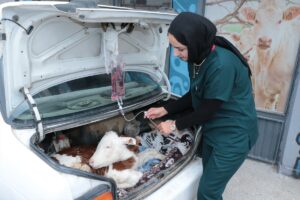 YOZGAT (AA) – Yozgat'ta bir besici, hastalanan buzağısını otomobiliyle veterinere