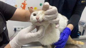 ZONGULDAK (AA) – Zonguldak'ta başından yaralanan ve beslenmekte zorlanan kedi