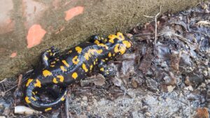 ADANA (AA) – Adana'nın Saimbeyli ilçesinde nesli tükenme tehlikesi altındaki,