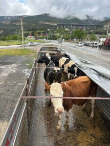 AKSARAY (AA) – Aksaray'da hayvan hırsızlığına karıştıkları iddiasıyla gözaltına alınan