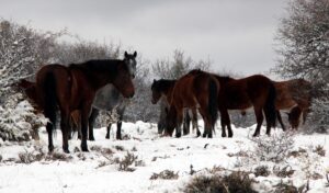 ANKARA (AA) – Ankara'nın Beypazarı ilçesinde yılkı atları görüntülendi. İlçenin