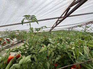 ANTALYA (AA) – Antalya'nın Kaş ilçesinde fırtına seralarda hasara yol