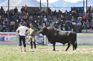 - Artvin, Erzurum ve Rize'den 204 boğanın yer aldığı güreşlerde