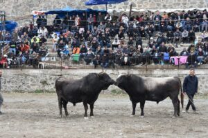 - Festivale Artvin, Rize ve Erzurum'dan 62 boğa katıldı