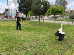 AYDIN (AA) – Aydın'ın Çine ilçesinde jandarma ekiplerince yaralı halde