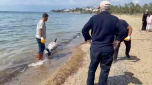 BALIKESİR (AA) – Balıkesir'in Burhaniye ilçesi sahilinde ölü yunus bulundu.