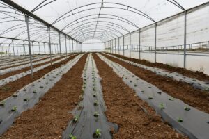 BATMAN (AA) – Batman'da GAP Bölge Kalkınma İdaresi Başkanlığınca finanse