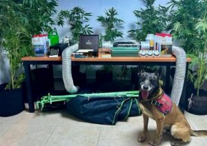 MUĞLA (AA) – Muğla'nın Bodrum ilçesinde, evinde iklimlendirme sistemiyle Hint