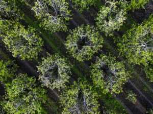 BURSA (AA) – Bursa'da ilkbahar mevsiminin gelmesiyle meyve ağaçları çiçek