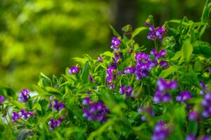 SAKARYA (AA) – Sakarya'nın Kocaali ve Hendek ilçeleri arasında 900