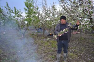 ÇORUM (AA) – Çorum'un Dodurga ilçesinde çiftçiler, meyve ağaçlarını zirai