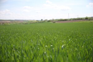 EDİRNE (AA) – Türkiye'nin önemli buğday üretim merkezlerinden Edirne'de son