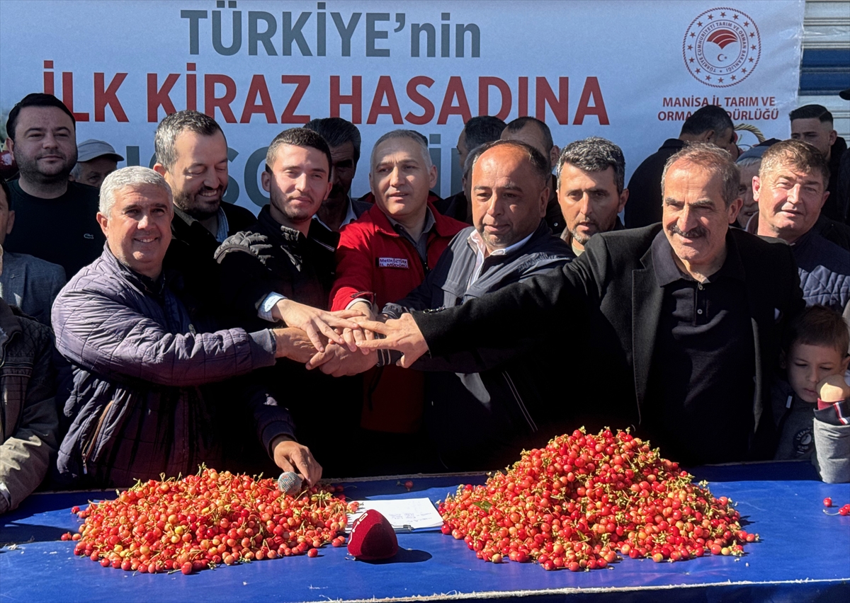 Erkenci kiraz üretim merkezi Manisa'da sezonun ilk hasadı yapıldı