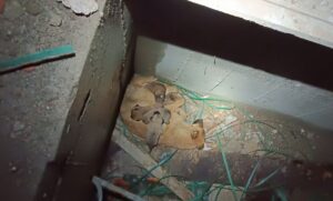 ERZURUM (AA) – Erzurum'un Palandöken ilçesinde inşaattaki asansör boşluğunda mahsur