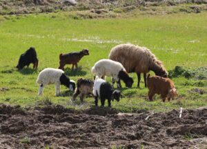 HAKKARİ (AA) – Çetin geçen kışın ardından havanın ısındığı Hakkari'de