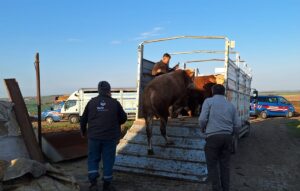 TEKİRDAĞ (AA) – Tekirdağ'a kaçak yollarla kente 27 büyükbaş hayvan