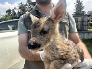 HATAY (AA) – Hatay'ın İskenderun ilçesinde bitkin bulunan karaca yavrusu