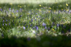 KIRKLARELİ (AA) – Trakya'nın Karadeniz kıyısında, meşe ve çam ağaçlarıyla