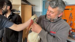 KARABÜK (AA) – Karabük'te bitkin halde bulunan leylek, tedavi ve