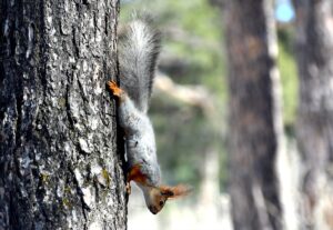 KARS (AA) – Karların erimeye başladığı Kars'ın Sarıkamış ilçesinde, ormanlar,