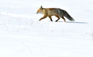 KARS (AA) – Türkiye'nin en yüksek yerleşim yerlerinden Kars'ın Sarıkamış