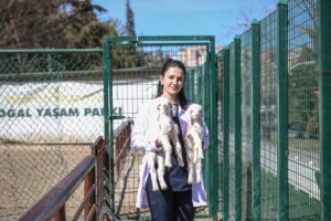 ANKARA (AA) – Keçiören Belediyesi Doğal Yaşam Parkı, tiftik keçisi