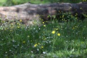 KIRKLARELİ (AA) – Kırklareli'ndeki kayın ve meşe ağırlıklı ağaçlarından oluşan