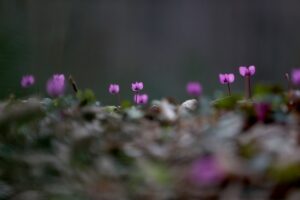 KIRKLARELİ (AA) – Kırklareli'nde, Türkiye'nin ve Avrupa'nın kayın ve meşe
