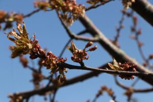 TEKİRDAĞ (AA) – FIRAT ÇAKIR – Son yıllarda etkileri giderek