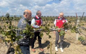 MANİSA (AA) – Manisa'da filiz vermeye başlayan üzüm bağları ve