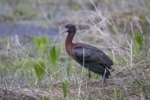 TUNCELİ (AA) – Tunceli’nin Ovacık ilçesinde, nesli tükenmekte olan çeltikçi