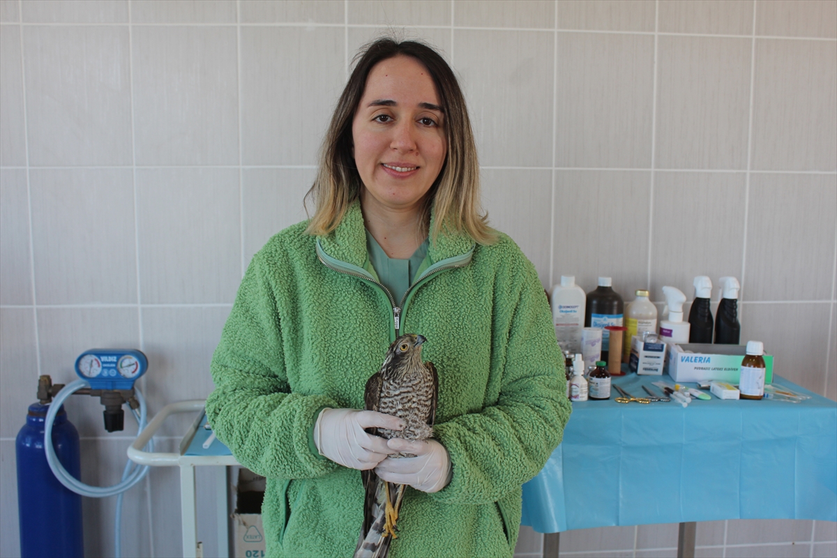 Samsun'da enfeksiyon nedeniyle görme sorunu yaşayan atmaca tedaviye alındı