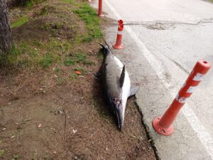 SAMSUN (AA) – Samsun'un Atakum ilçesinde sahile vuran ölü yunus