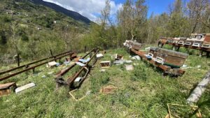 SİNOP (AA) – Sinop'un Türkeli ilçesinde ayılar 23 arı kovanına