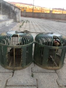 ŞIRNAK (AA) – Şırnak kent merkezinde aracında ticareti yasaklanan 4