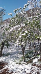 - "Don olayından meyvecilik faaliyetlerinin yoğun olarak yapıldığı Gürün, Koyulhisar,