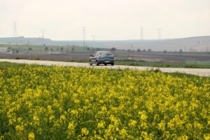 TEKİRDAĞ (AA) – Tekirdağ'da kanola bitkisinin çiçek açması tarım alanlarını