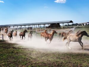 - 19 Haziran'da başlayacak satışlarda şampiyon aygırlar Onurkaan, Ayabakan, Turbo,